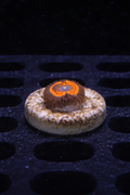 Devil’s Armor Zoanthid – Single Polyp