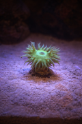 Lime Green Duncan Coral (Duncanopsammia) – Single Head