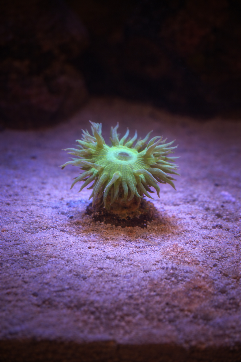 Lime Green Duncan Coral (Duncanopsammia) – Single Head