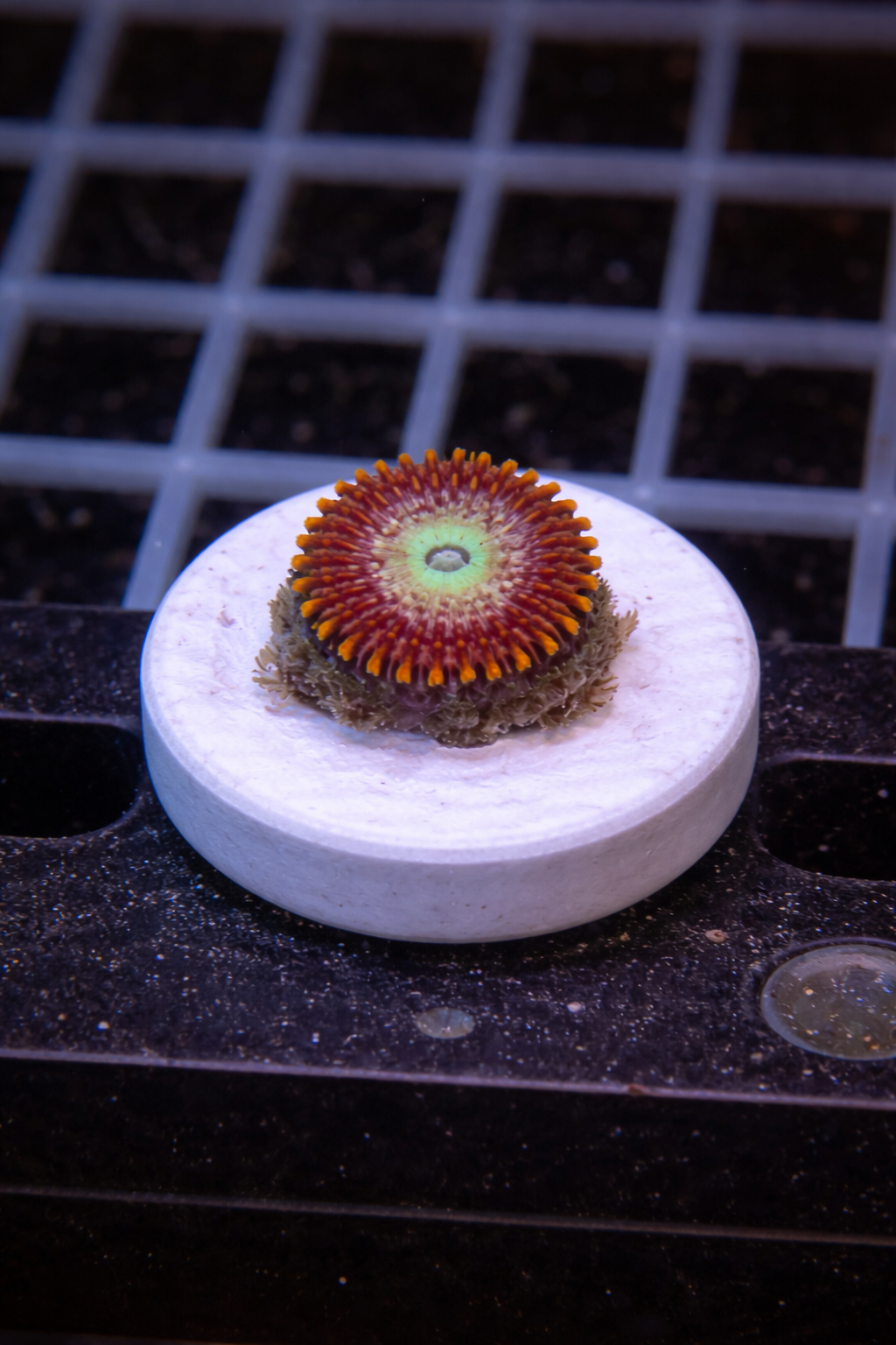 Magician Zoanthid Frag (1-3 polys)