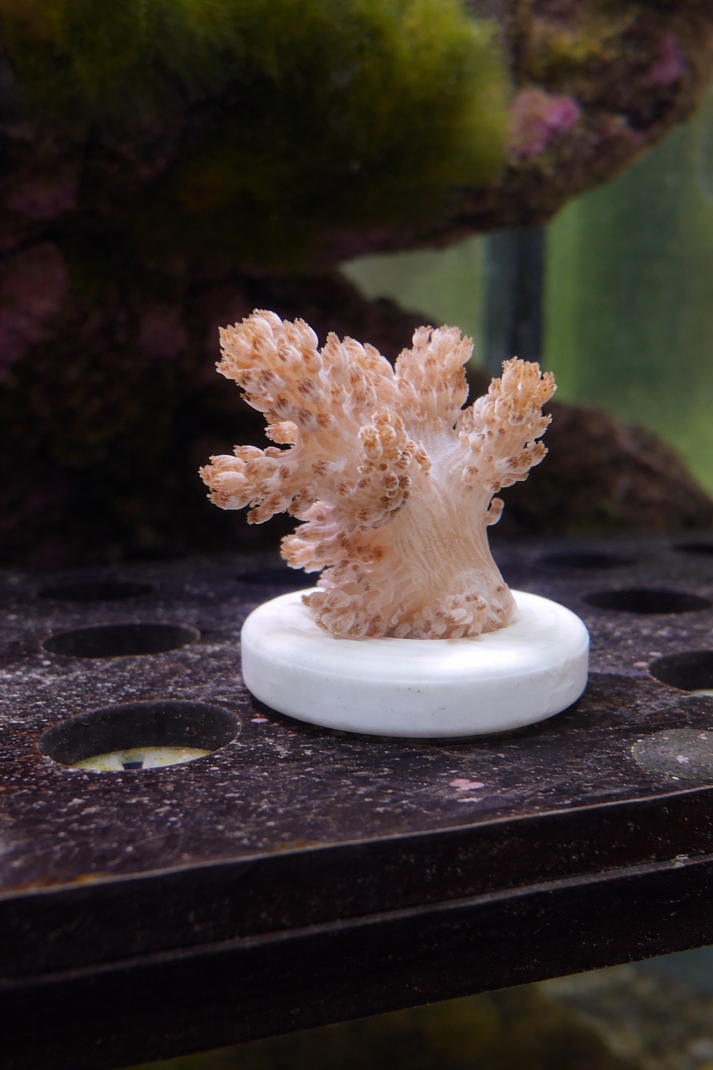 Kenya Tree Coral Frag