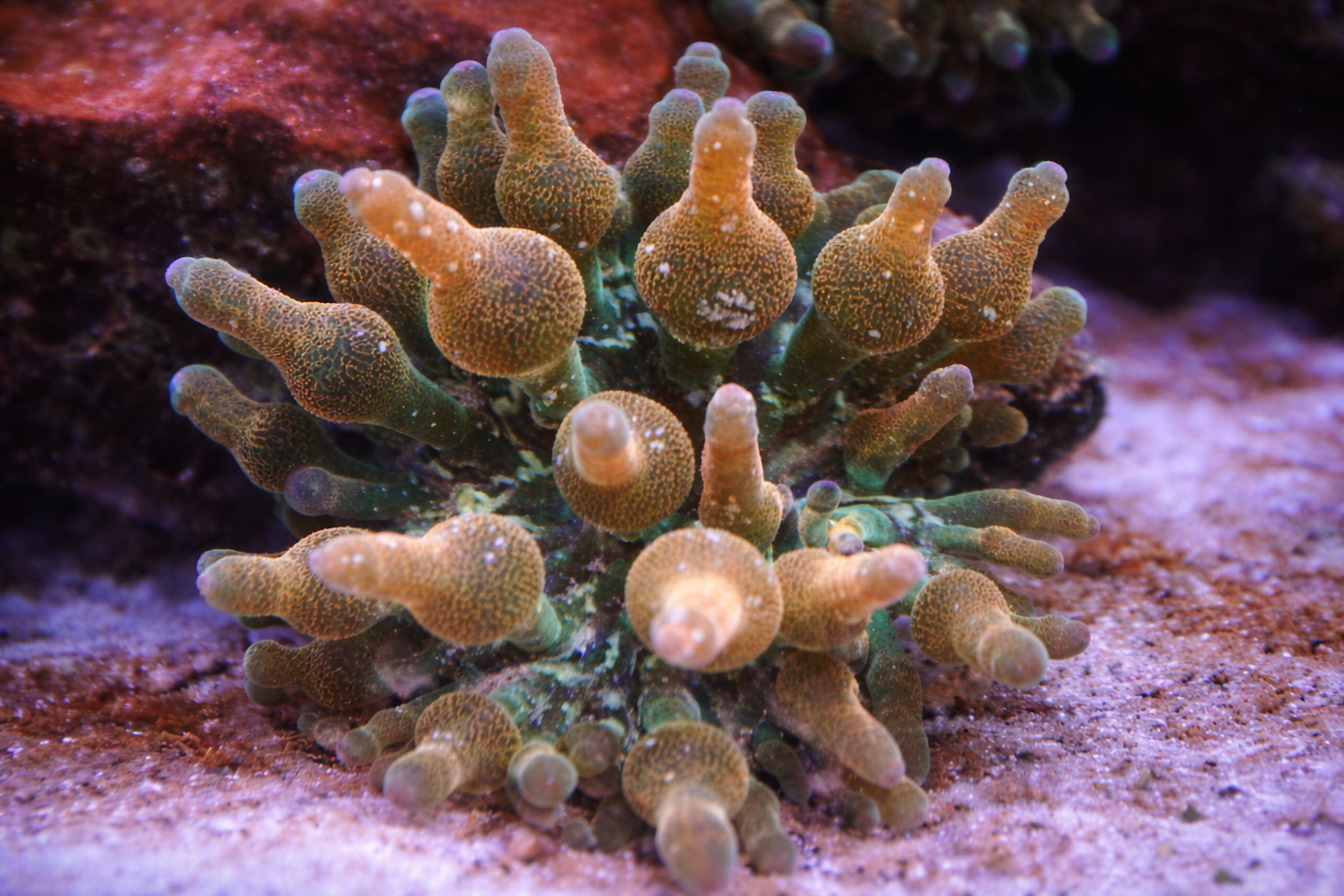 Rose Gold Bubble Tip Anemone (RBTA) – Aquacultured