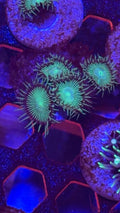 Button Polyps (Zoanthid)(2–4 polyps)