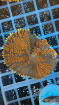 Orange/Brown Rhodactis Mushroom Coral