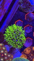 Green Star Polyps (GSP)