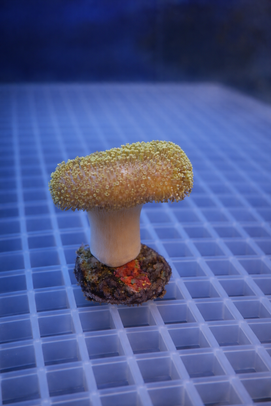 Toadstool Leather Coral Frag