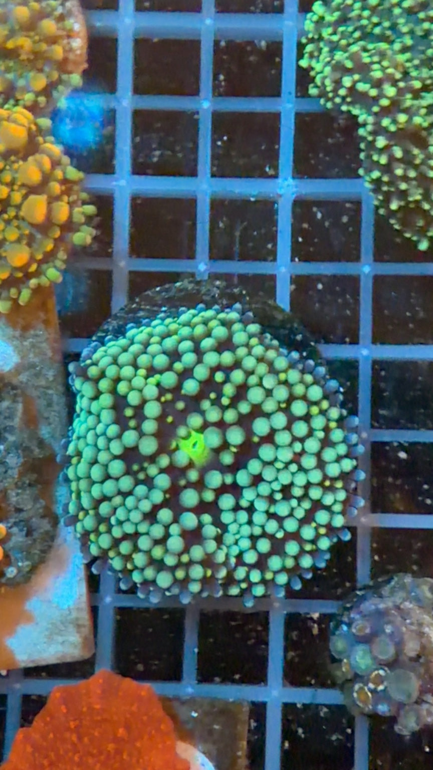 Green Ricordea Yuma Mushroom