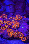 Gatorade Zoanthids – 3-5 Polyp Frag