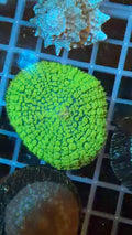 Ricordea Florida Mushroom