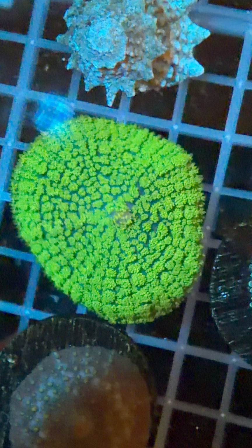 Ricordea Florida Mushroom