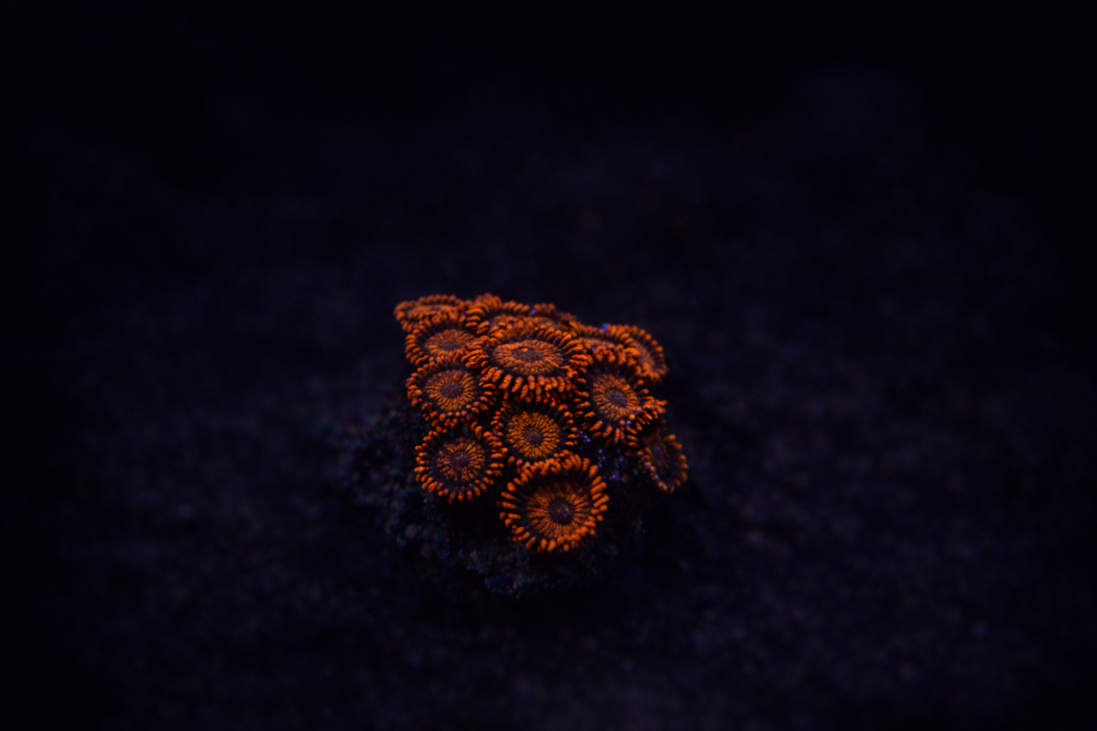 Orange Oxide Zoanthids