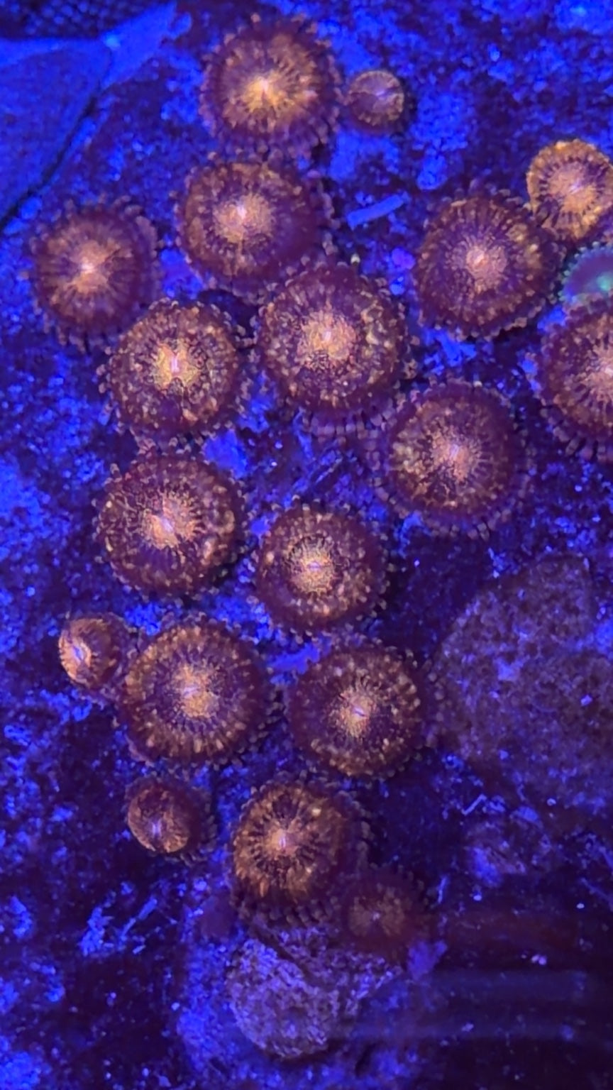 Zombie Zoanthids – Neon Green & Purple Zoa Frag (3–5 polyps)