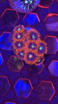 Fire and Ice Zoa (3–5 polyps)