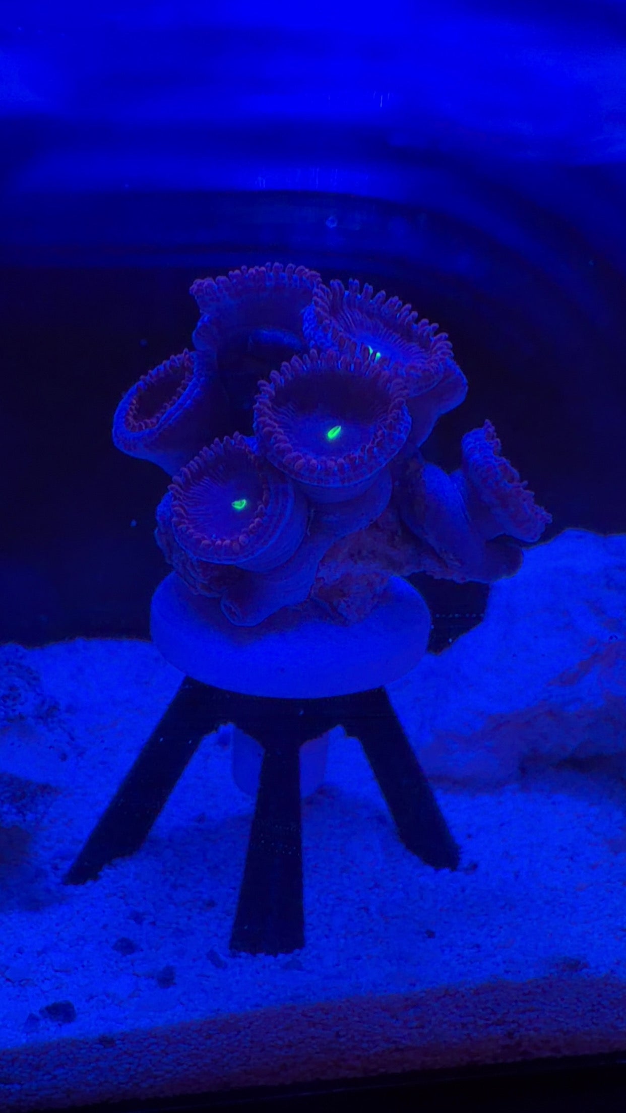 Purple People Eater (PPE) Zoanthids
