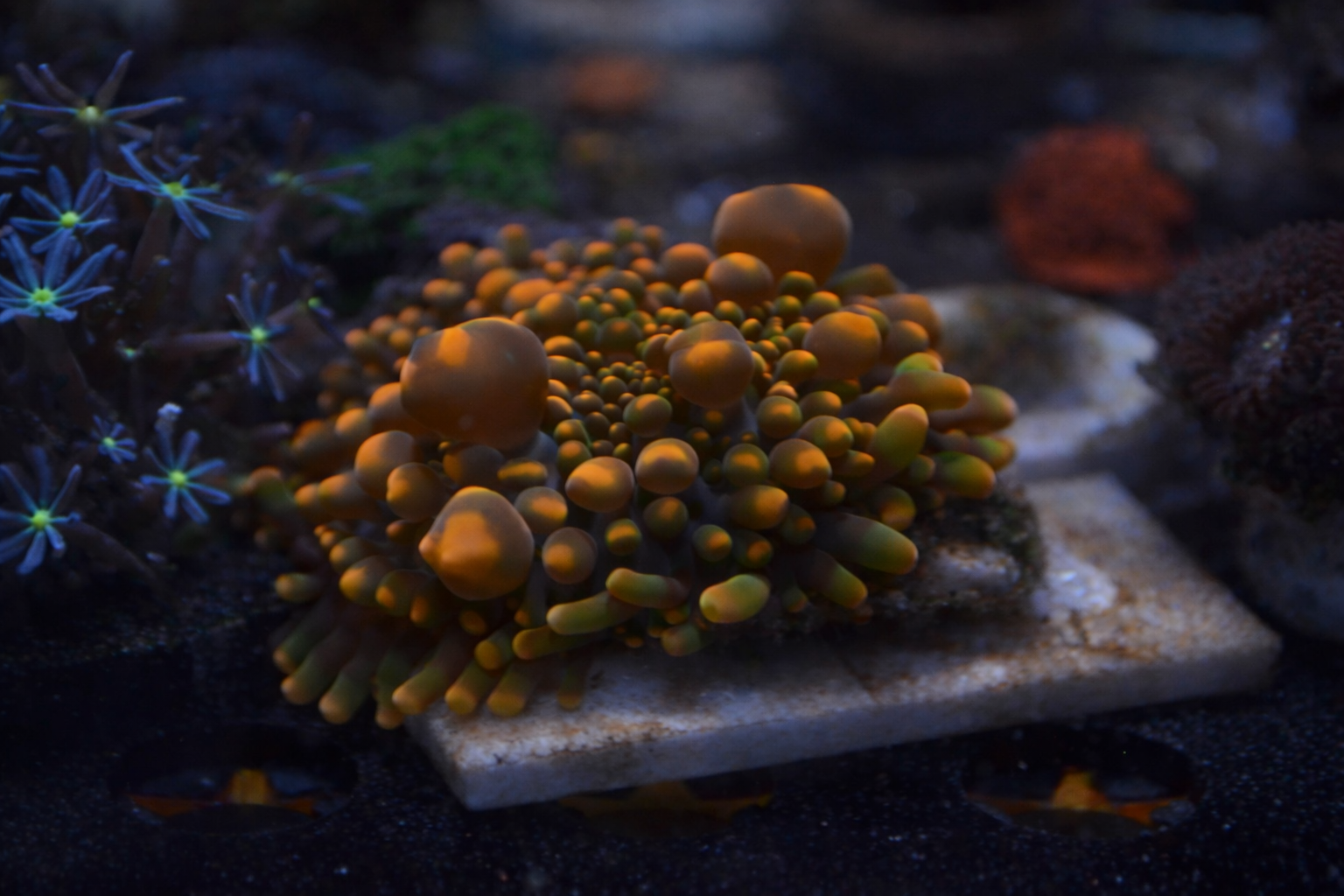 Orange Bean Bag Mushroom