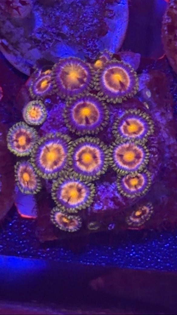 Star Gazer Zoanthids