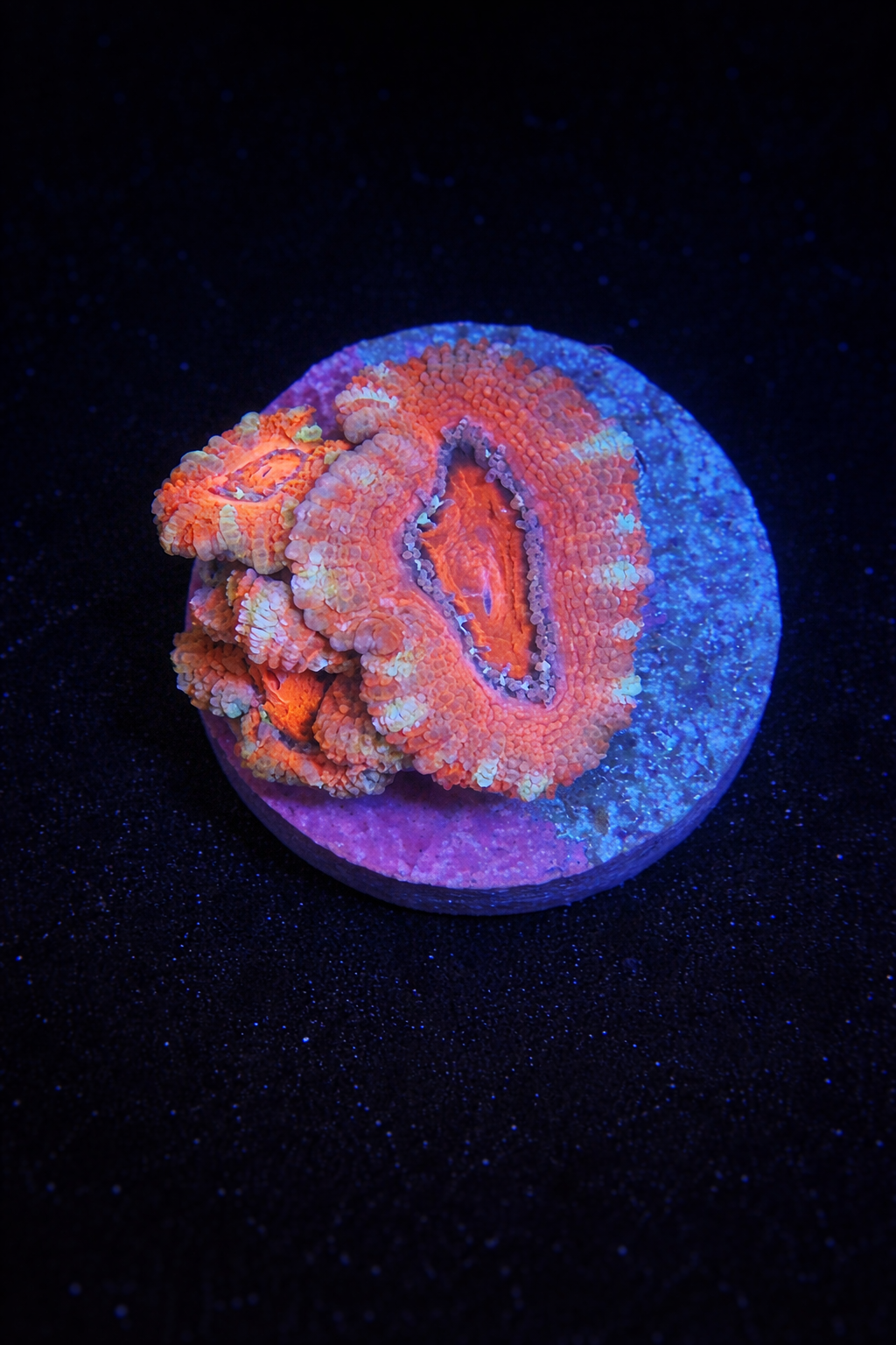 WYSIWYG Micromussa Lord (Acan)