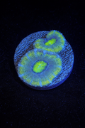 WYSIWYG Green Acan (Micromussa Lord)