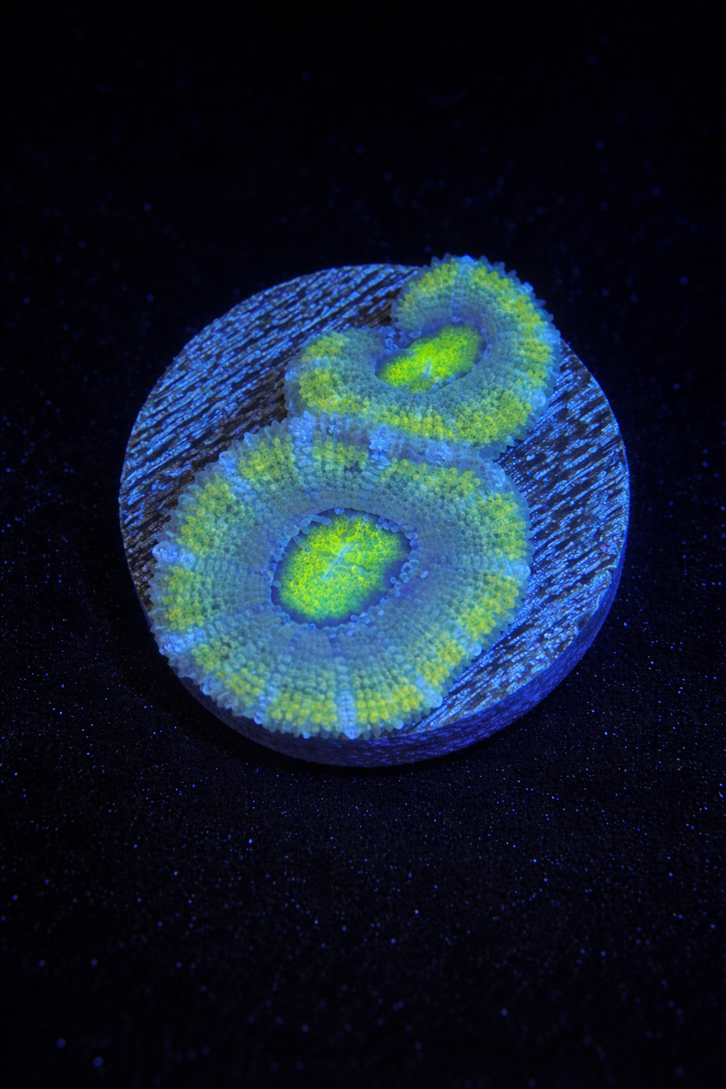 WYSIWYG Green Acan (Micromussa Lord)
