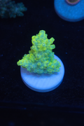 Aussie Acro Frag