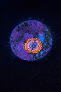WYSIWYG Utter Chaos Zoa