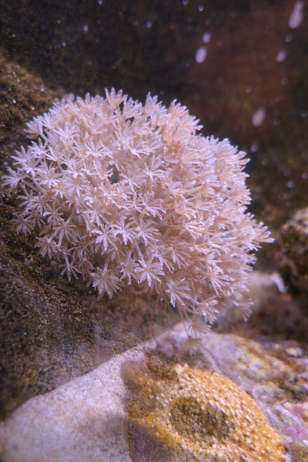 Pom Pom Xenia Frag (5–10 Heads)
