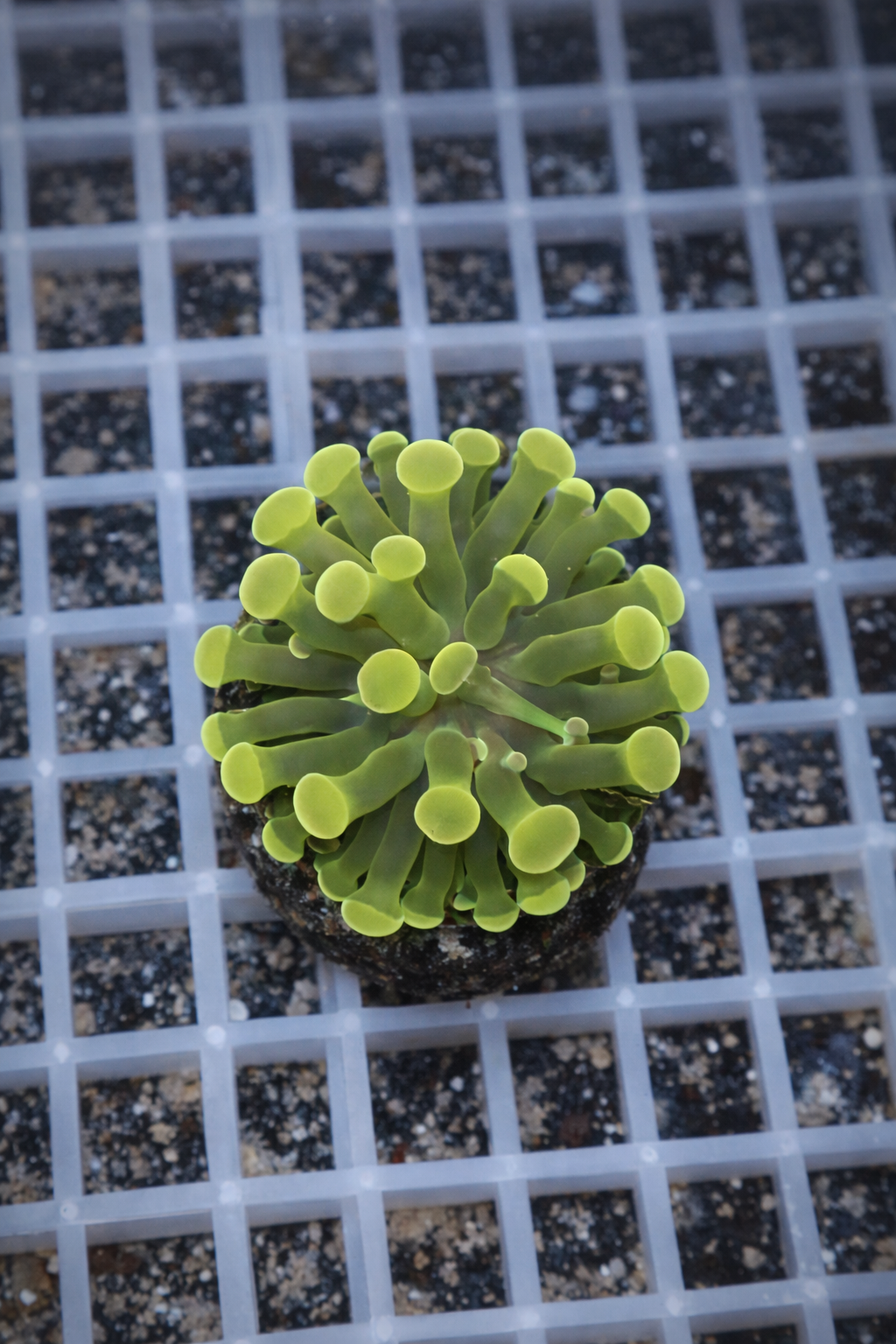Green Branching Hammer Coral Frag