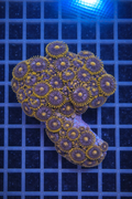 Blow Pop Zoanthids – 8–10 Polyp Frag