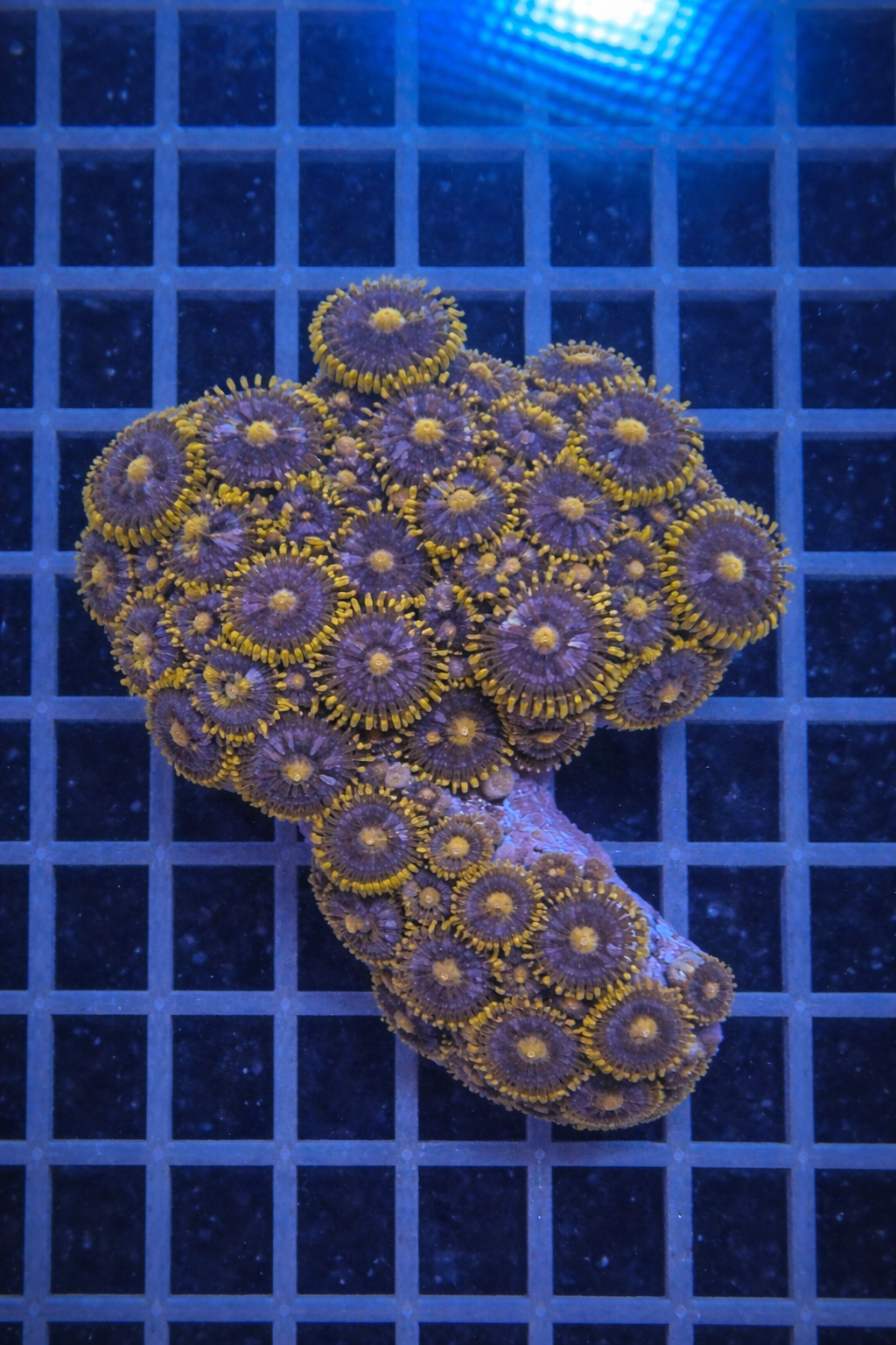 WYSIWYG Corals – Darren's Ocean Treasures