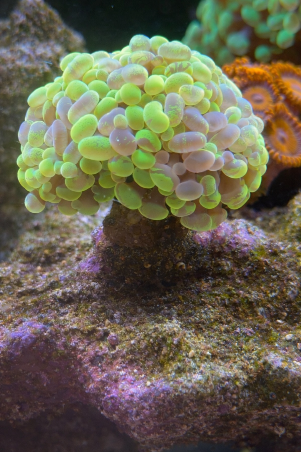 Splatter Hammer Coral (Single–2 Head Frag)
