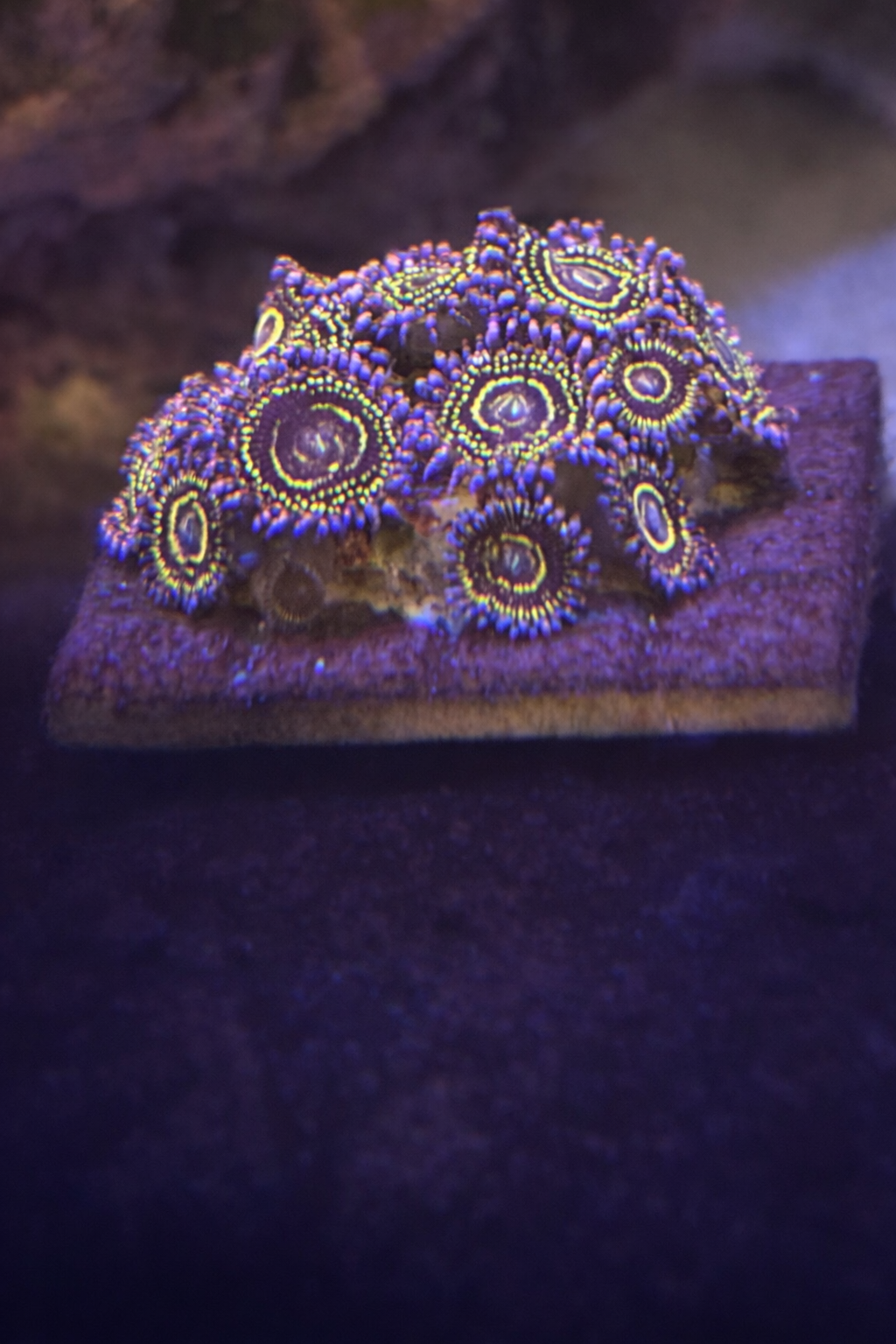 Stratosphere Zoanthid (Strats Zoa) – Single Polyp Frag